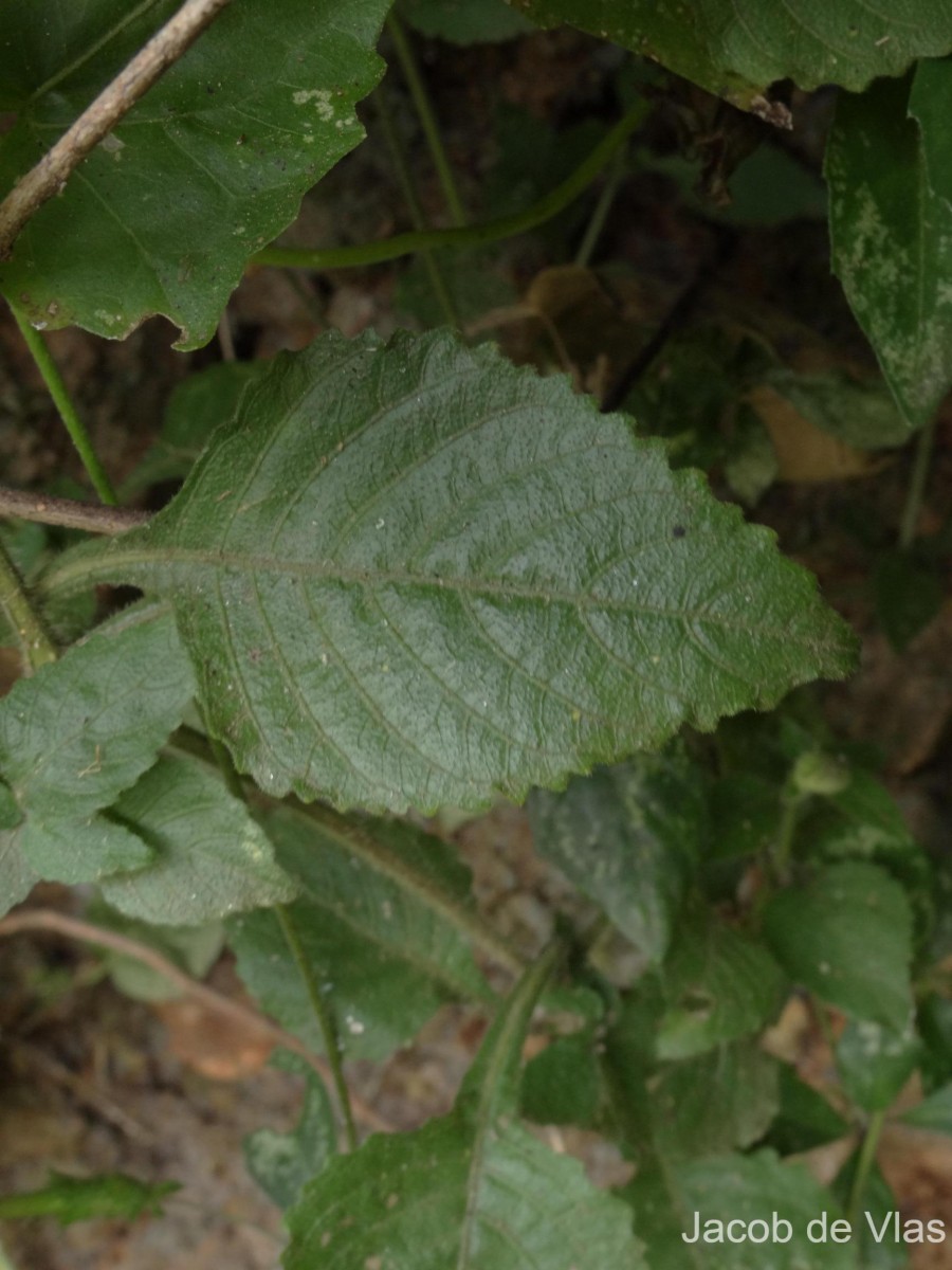 Lepidagathis fasciculata (Retz.) Nees